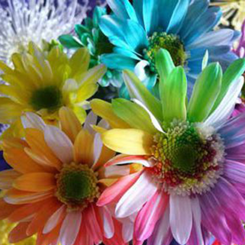 100 Rainbow Chrysanthemum Flower Seeds,rare Special Unique unusual