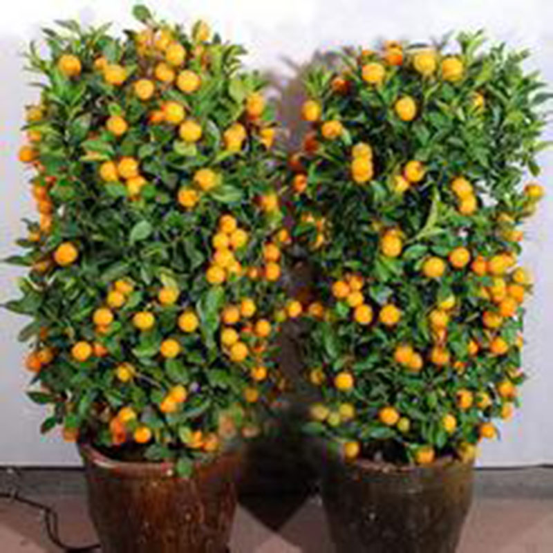 30x Calamondin Minature Sweet Fruit Tree Seed Dwarf Citrus Fortunella