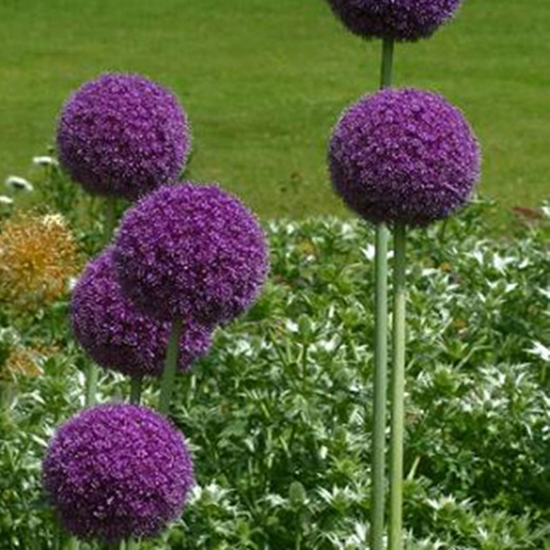 New 10Pcs Purple Giant Allium Giganteum Flower Seeds Garden Plant