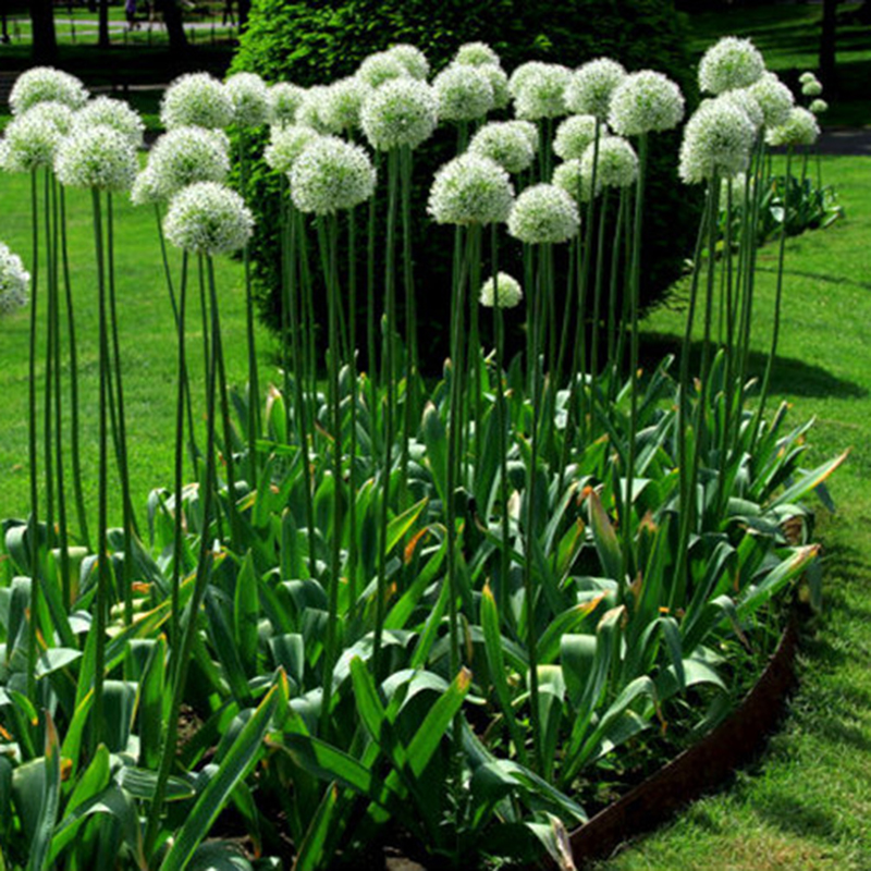 New 10Pcs Purple Giant Allium Giganteum Flower Seeds Garden Plant