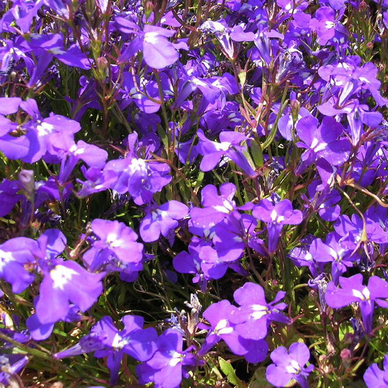 100Pcs Lobelia Erinus Flower Seed Trailing Edging Lobelia Perennial