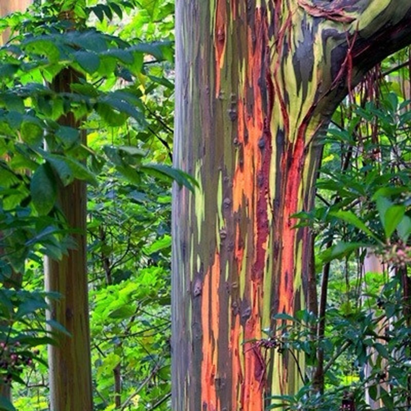 50pcs Hawaii Rainbow Eucalyptus Seeds Awesome Easy to Grow Garden Decor
