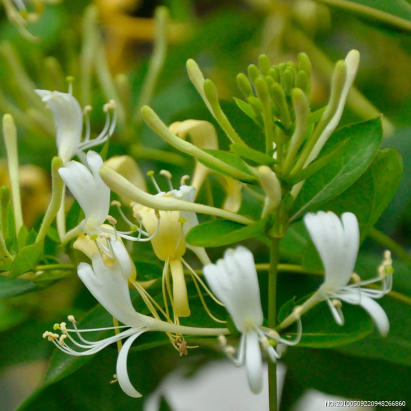 Honeysuckle Seeds Fast Fragrant Garden Plant 50Pcs Seeds eBay