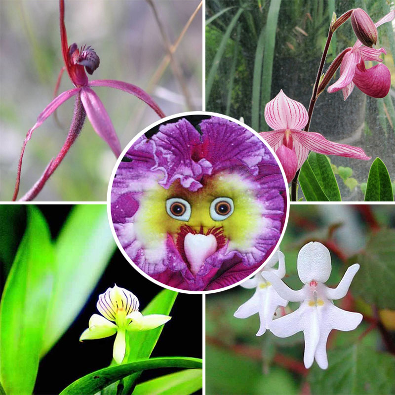 Rarest Baby Face Orchid Perennial Flower Seeds Professional Pack 100pcs Garden eBay