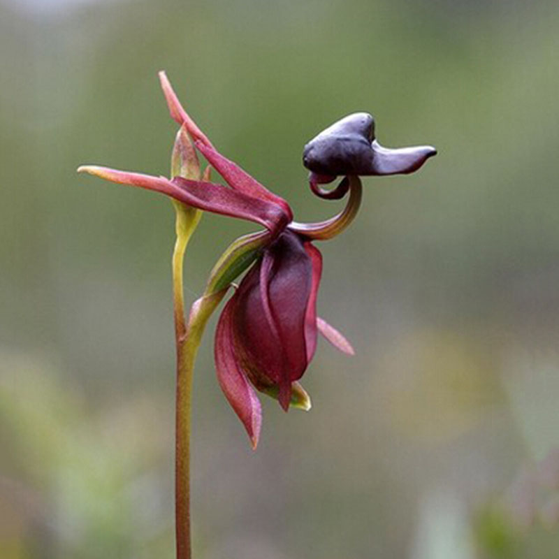 Funny Flying Duck Orchid Flower Seeds China Rare Beautiful Orchids