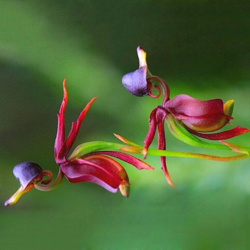 100pcs Flying Duck Orchid Flower Seeds China Rare Beautiful Orchids eBay