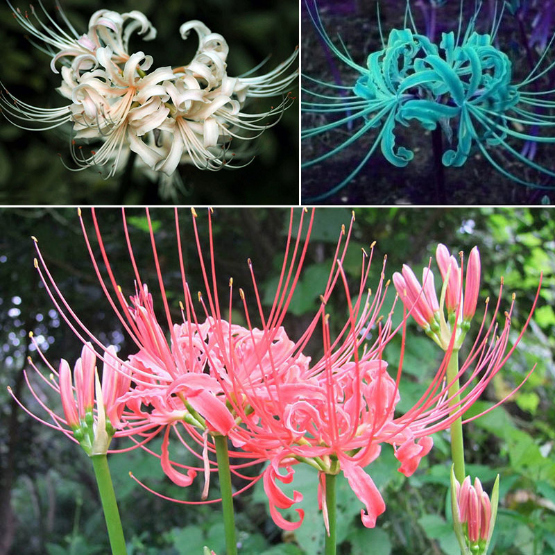 5PCS Amazing Blue Lycoris Radiata Spider lily Lycoris Bulb Flower