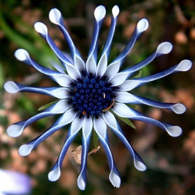 50PCs Rare Blue Daisy Plants Flower Seeds Exotic Ornamental Flowers Garden Plant eBay