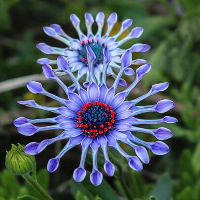 50PCs Rare Blue Daisy Plants Flower Seeds Exotic Ornamental Flowers