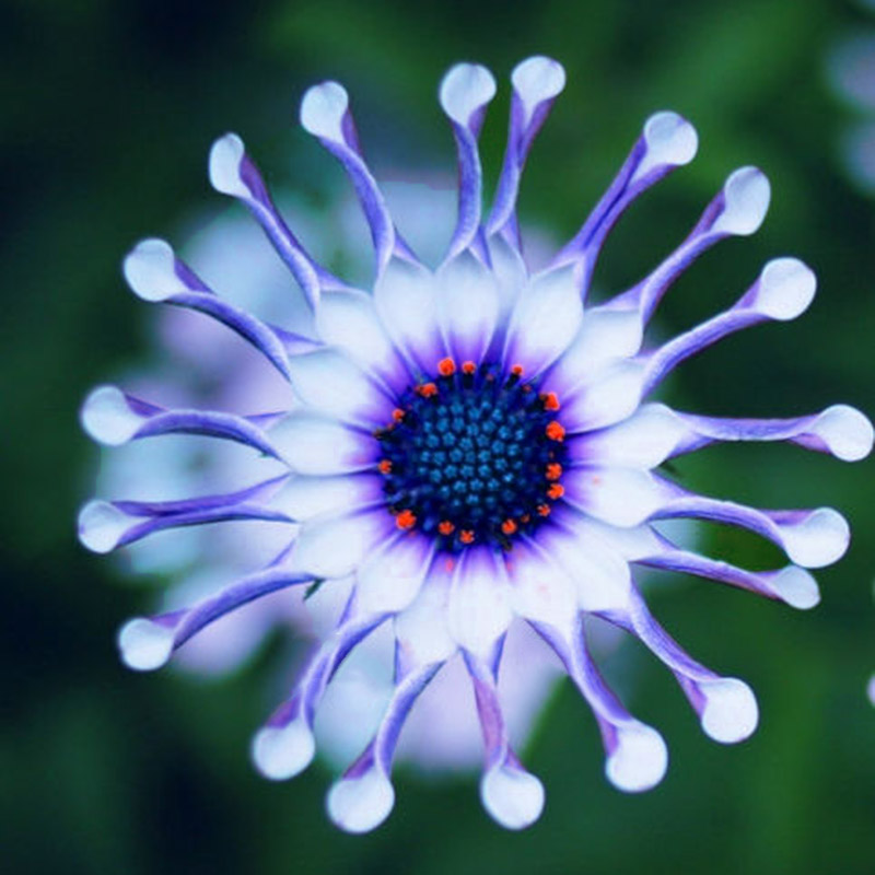 50PCs Rare Blue Daisy Plants Flower Seeds Exotic Ornamental Flowers Garden Plant eBay