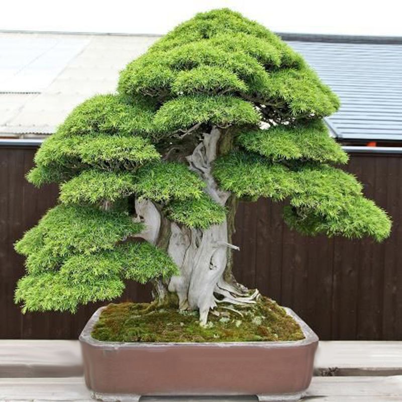 True Sacred Japanese Cedar Semillas Bonsai Seedsfessional Pack 20 Pcs