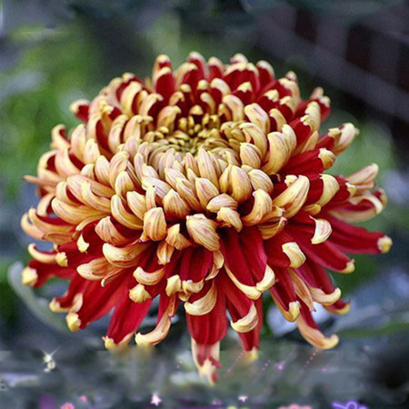 100 pcs Seed Bicolor Red Yellow Chrysanthemum Seeds Chrysanthemum