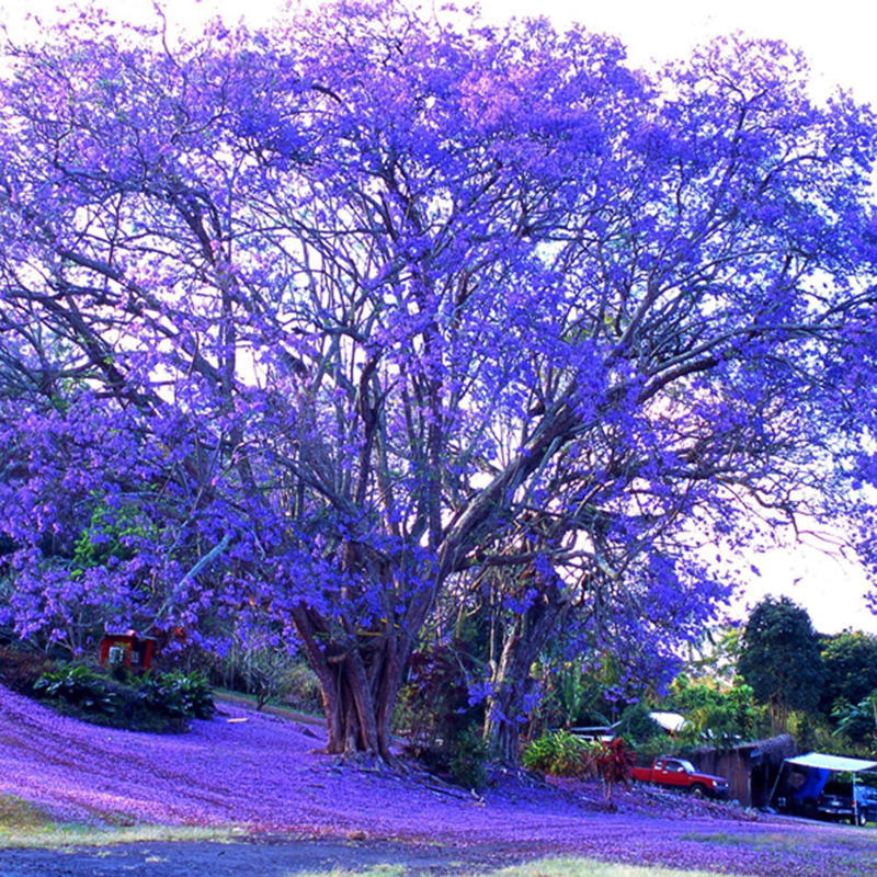 50pcs Jacaranda Tree Amazing Ornamental Mimosifolia Plant Seeds Blue eBay