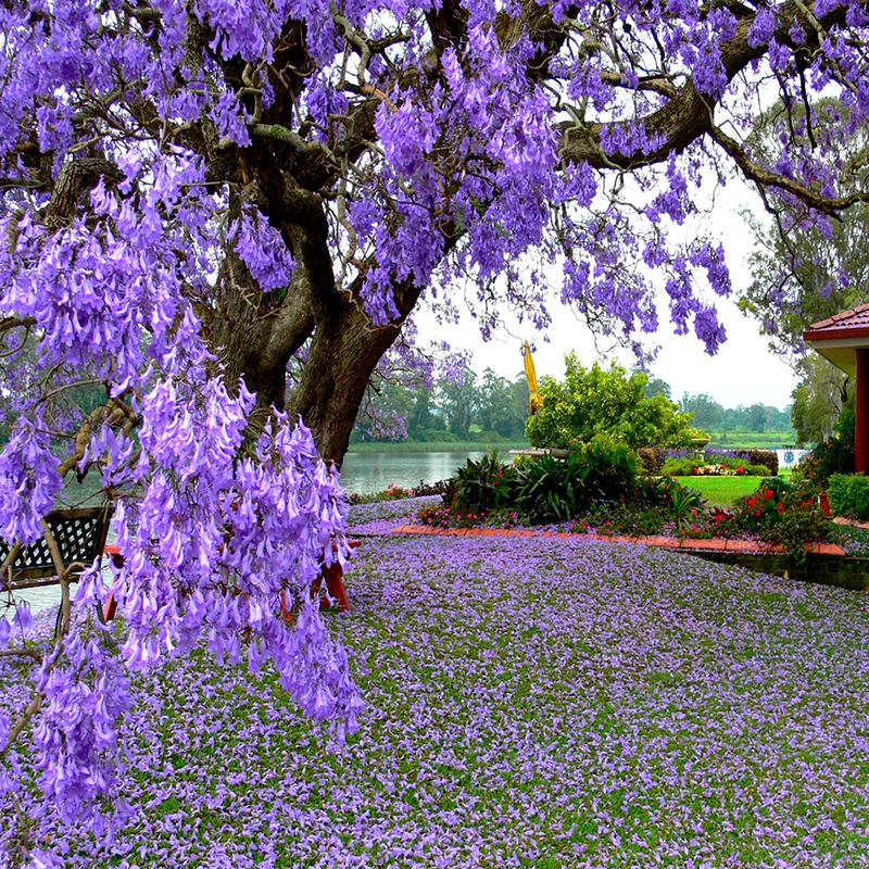 50Pc Jacaranda Tree Ornamental Jacaranda Flower Plant Seeds Garden