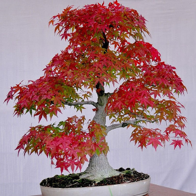 20pcs Rare ed Maple Bonsai Tree Fresh Viable Seeds Pot Plants P9Q5 eBay