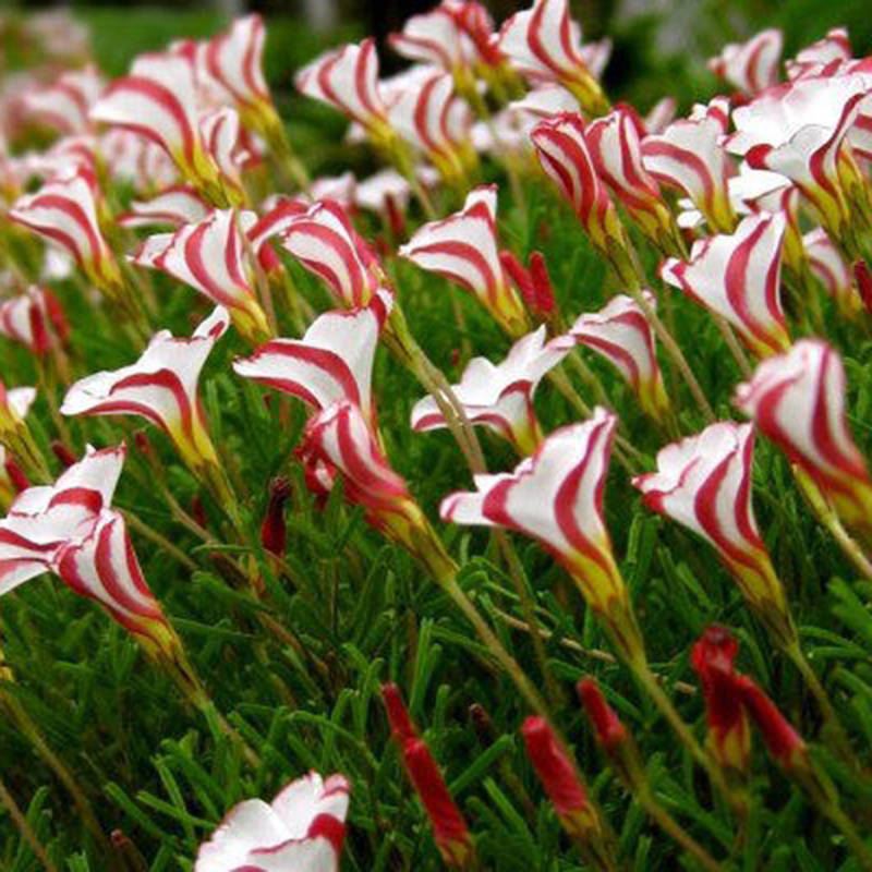 100Pcs Oxalis Versicolor Flowers Seeds Rare Flowers For Garden & Home