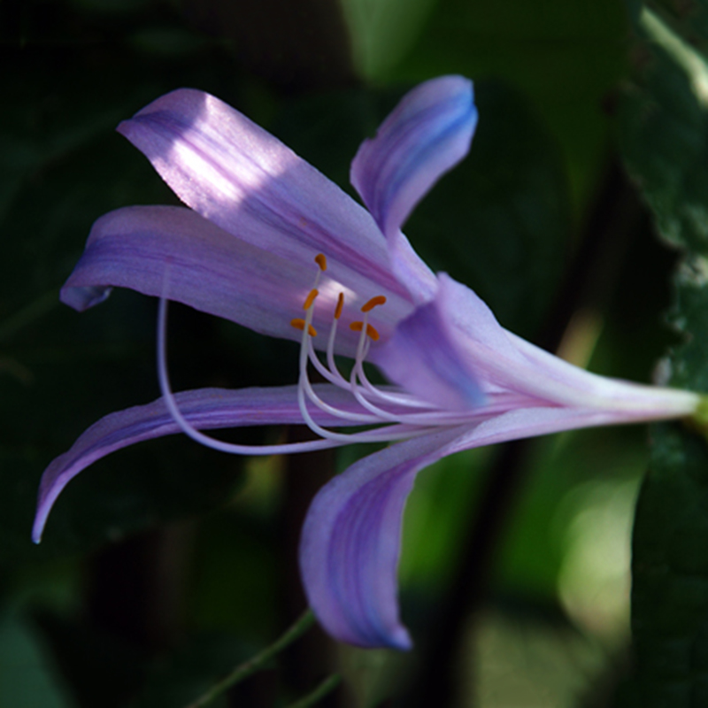2Pcs Purple Amaryllis Bulbs Beautiful Bonsai Flowers Home Garden Decor