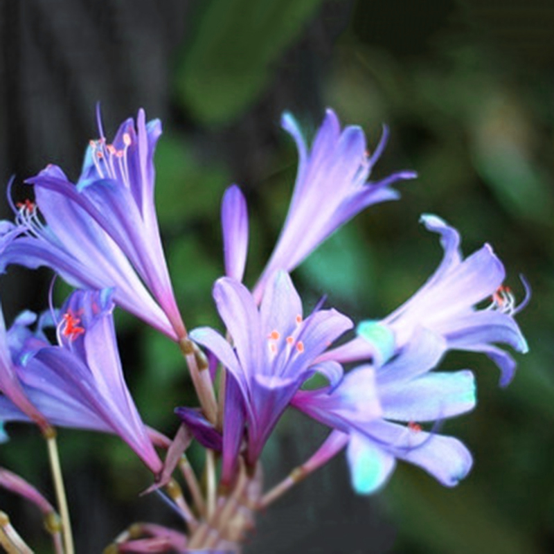 2Pcs Purple Amaryllis Bulbs Beautiful Bonsai Flowers Home Garden Decor