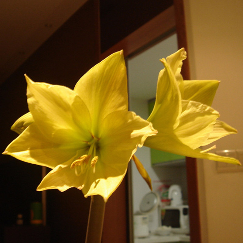 2Pcs White Yellow Sunrise Amaryllis Bulbs Hippeastrum Bulbs Home&Garden