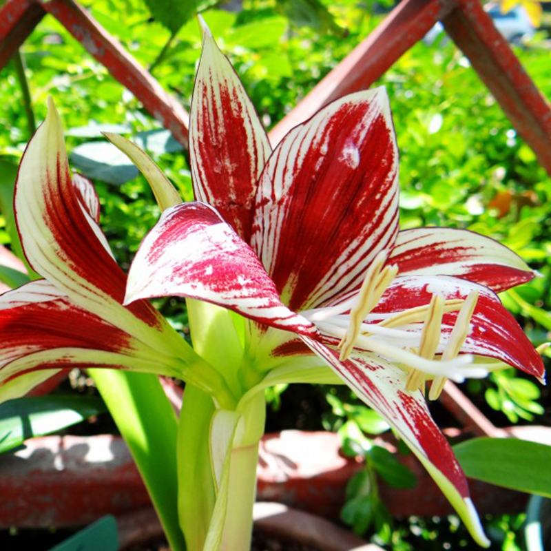 2 Papilio Amaryllis Hippeastrum,Rhizome Amaryllis Papilio Green With