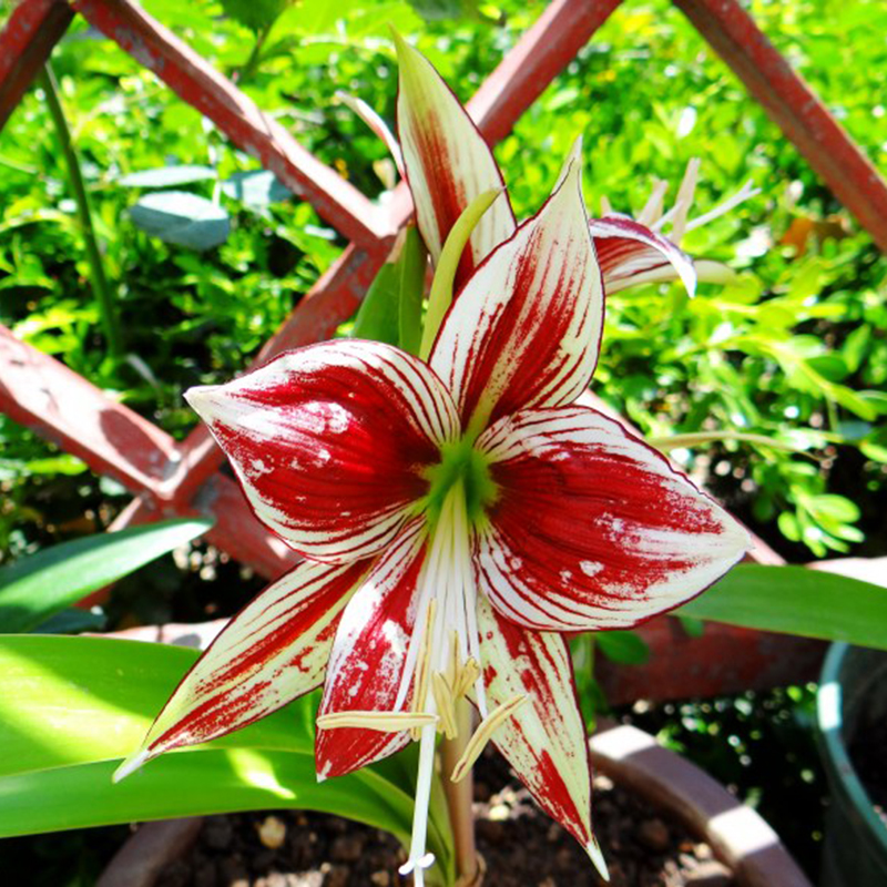 Rare!! 2 Bulbs Amaryllis Papilio Hippeastrum,Rhizome Amaryllis Papilio