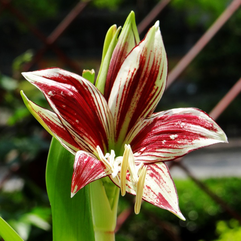 Rare!! 2 Bulbs Amaryllis Papilio Hippeastrum,Rhizome Amaryllis Papilio
