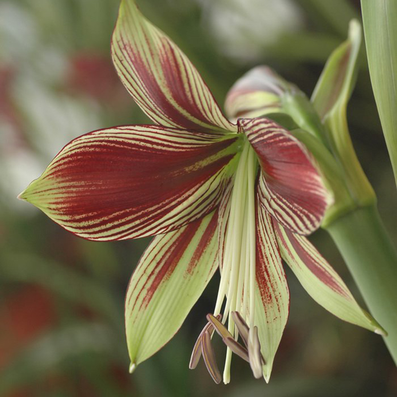 Rare!! 2 Bulbs Amaryllis Papilio Hippeastrum,Rhizome Amaryllis Papilio