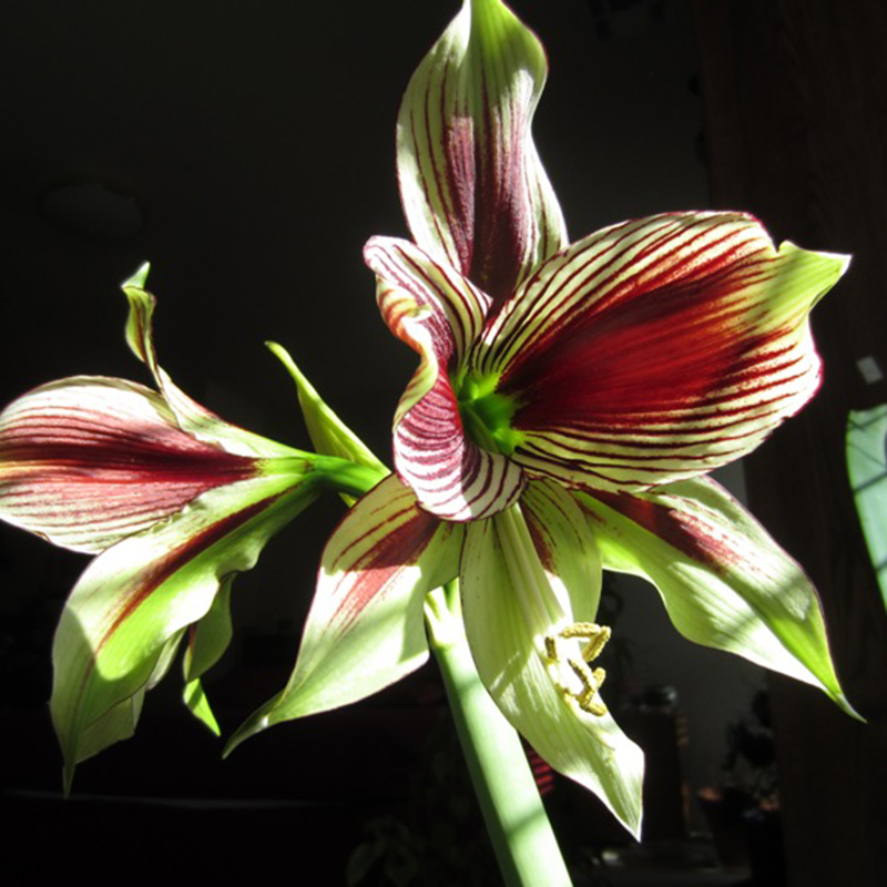 Rare!! 2 Bulbs Amaryllis Papilio Hippeastrum,Rhizome Amaryllis Papilio