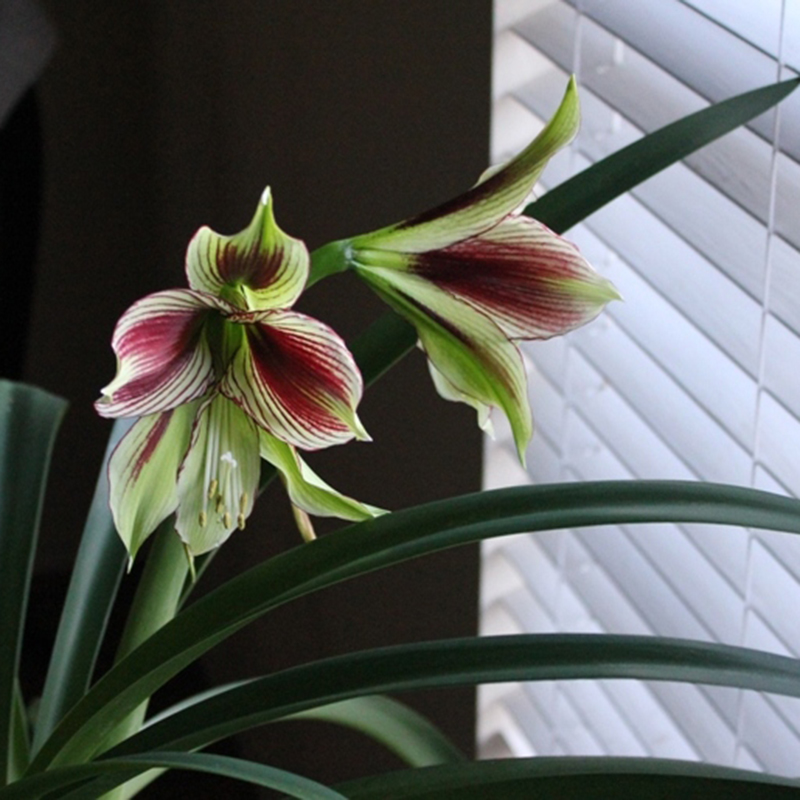 Rare!! 2 Bulbs Amaryllis Papilio Hippeastrum,Rhizome Amaryllis Papilio