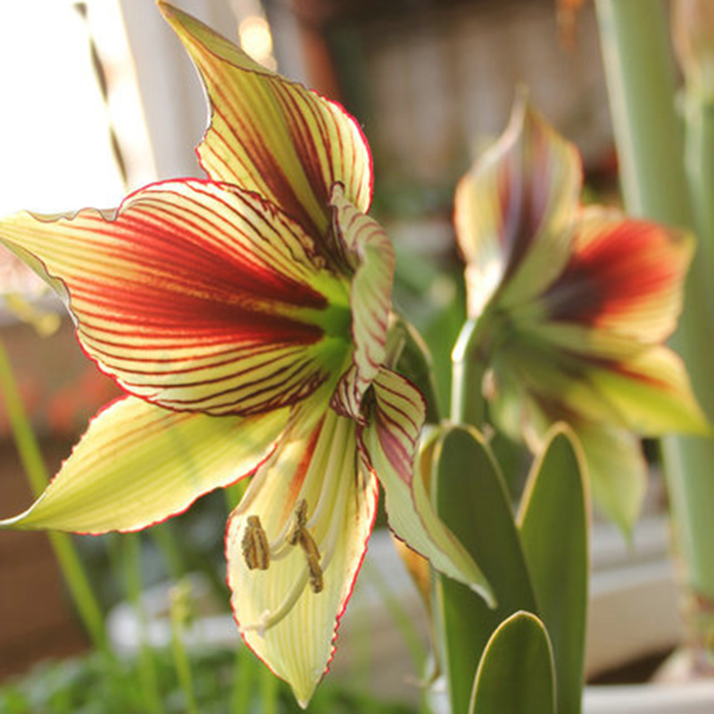 Rare!! 2 Bulbs Amaryllis Papilio Hippeastrum,Rhizome Amaryllis Papilio