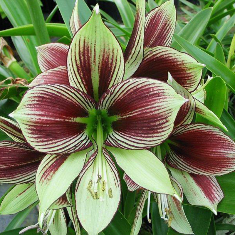 Rare!! 2 Bulbs Amaryllis Papilio Hippeastrum,Rhizome Amaryllis Papilio