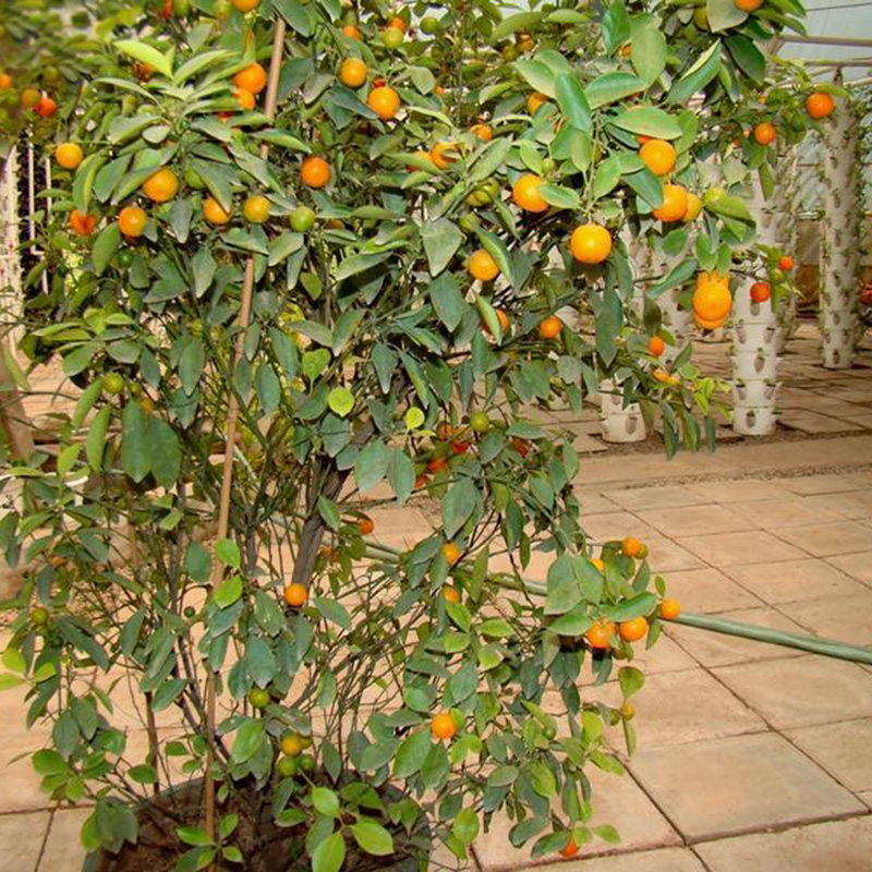 50Pcs Mini Potted Orange Tree Climbing Seed ,Sweet Orange Fruit Bonsai