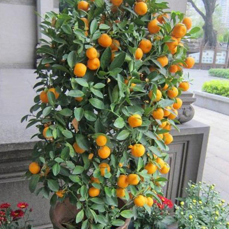 50Pcs Mini Potted Orange Tree Climbing Seed , Delicious Orange Bonsai