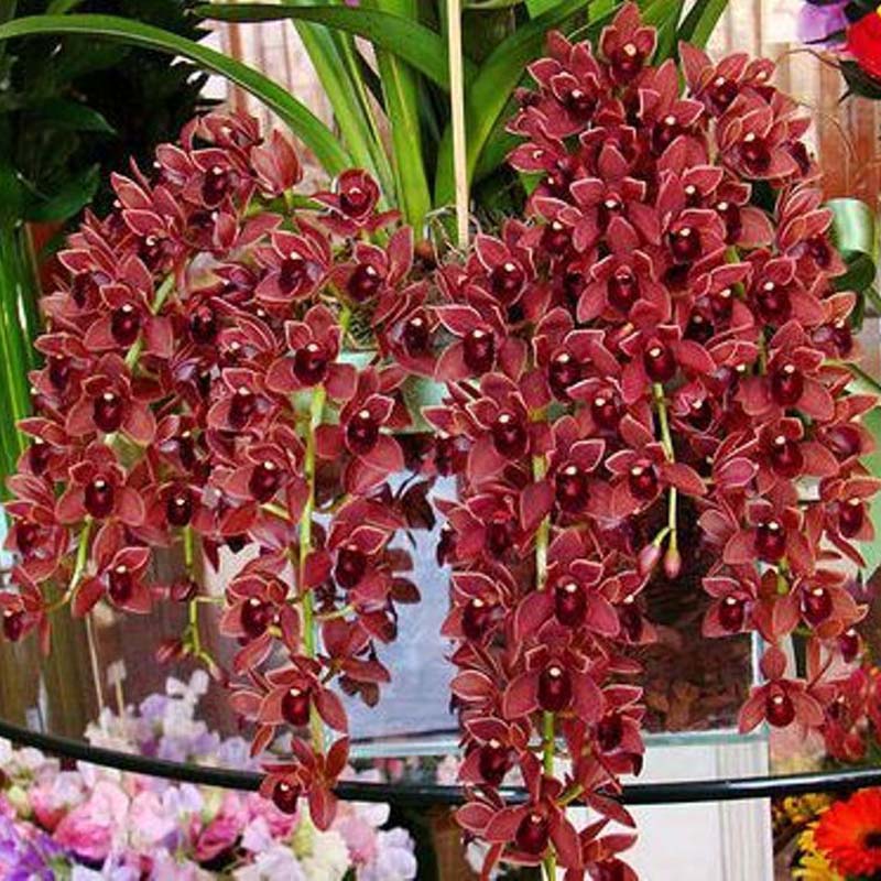 100Pc Dark Red Color Chinese Cymbidium Orchid Seeds Flower Seeds Easy