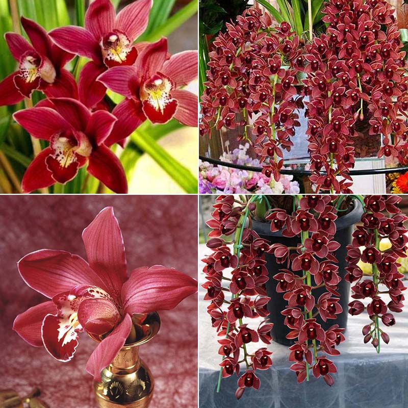 100Pcs Chinese Cymbidium Orchid Flower Seeds Decor Indoor Home Window