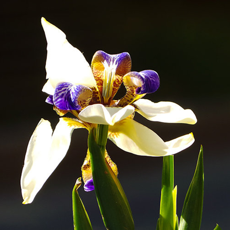 100Pcs Iris Orchid Plant Seed, Indoor Potted Seed Iris Beautiful Flower