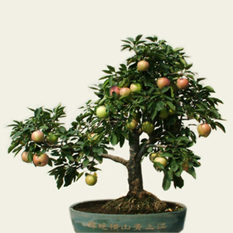 20 Pcs Mini Apple Fruit Bonsai Seeds Apple Bonsai Fresh Exotic Tree Seeds New eBay