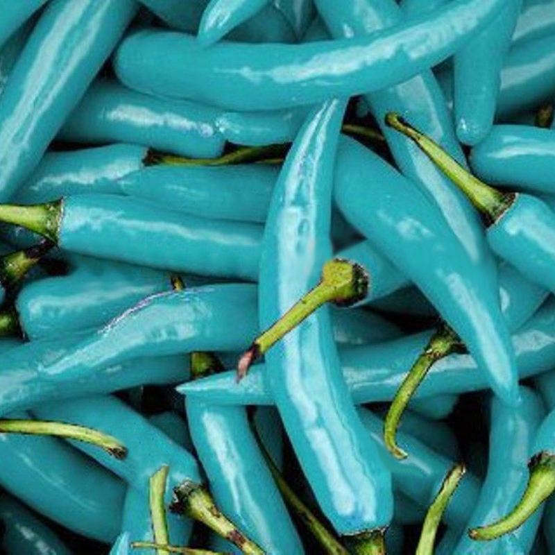 20pcs/Pack Pepper Seeds (Blue Turquoise Pepper) beautiful color easy