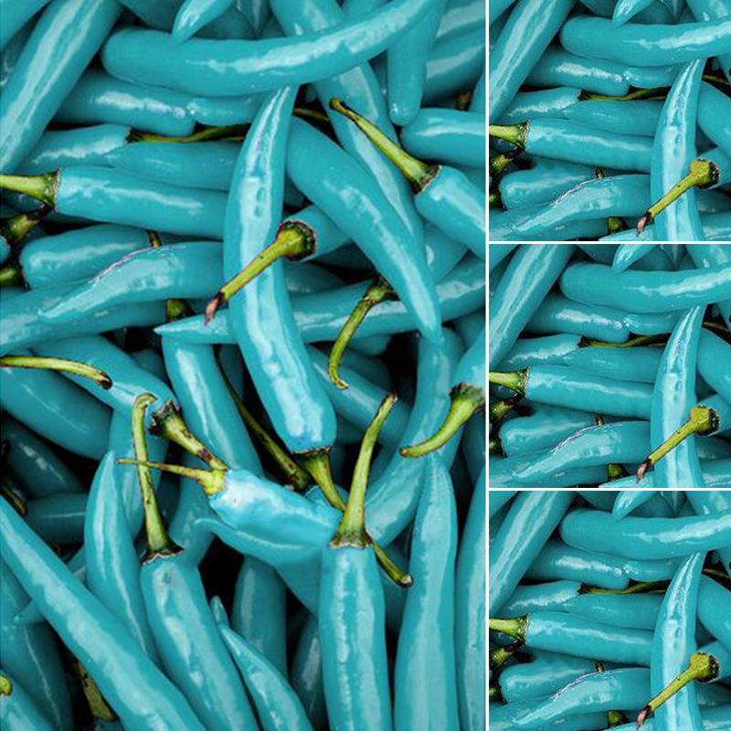 20PCS Chili Pepper Seeds Turquoise Blue Pepper Beautiful color Easy