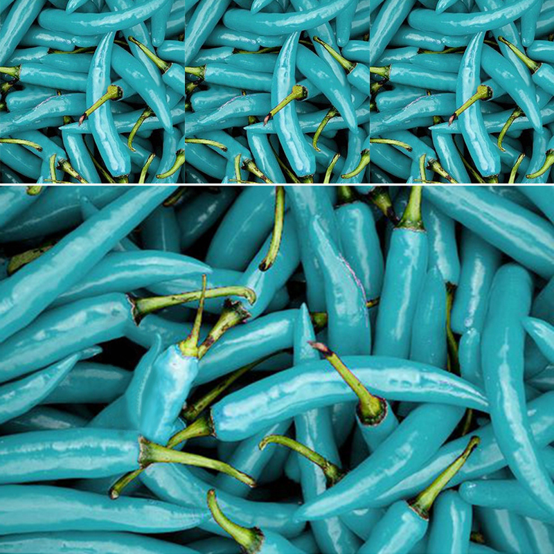 20PCS Chili Pepper Seeds Turquoise Blue Pepper Beautiful color Easy