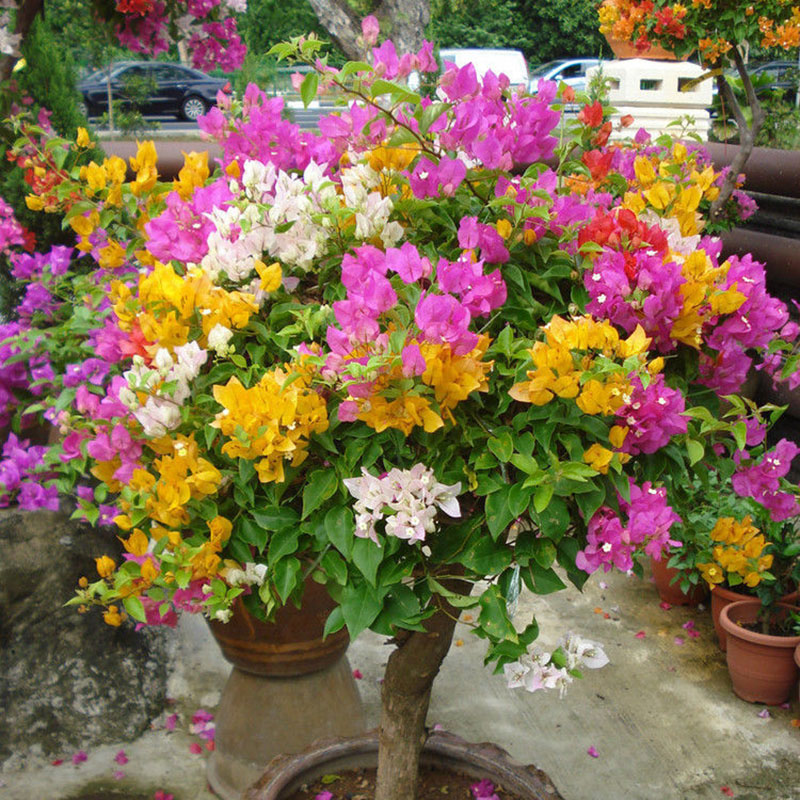 100 Mixcolor Bougainvillea Spectabilis Willd Flower Bonsai Seeds High Quality eBay