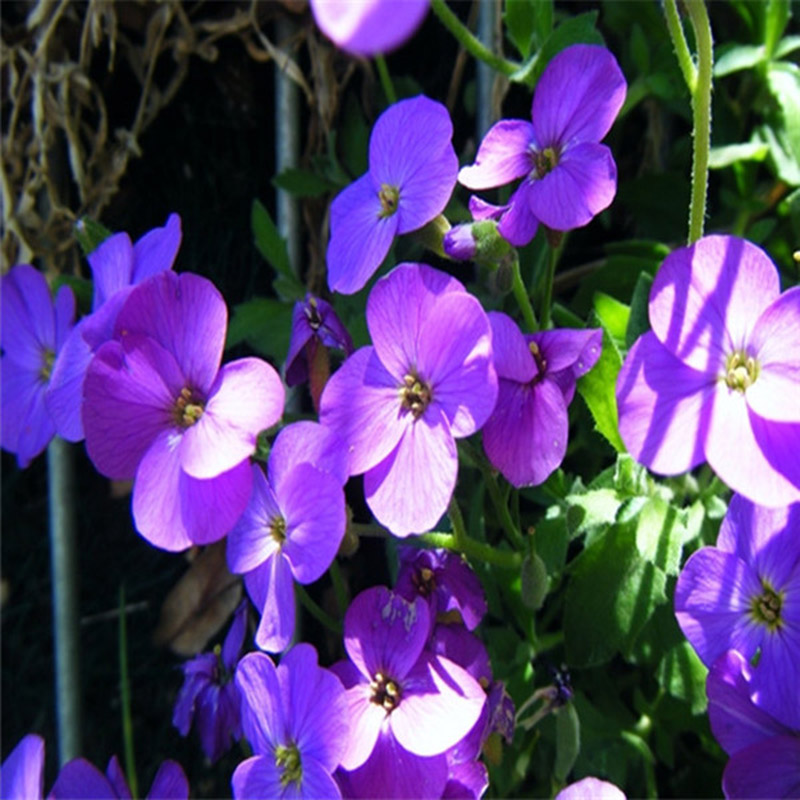 200x purple mustard seed home garden fence decor fantasy purple flower