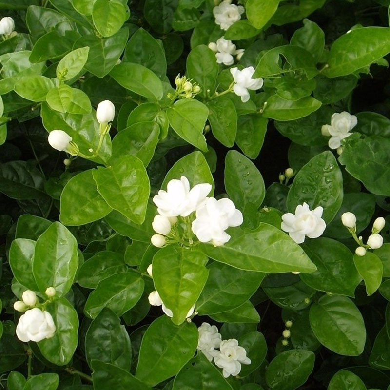20 Pcs Jasmine Plant Seeds Perennial Flowers Seeds Home Garden Decor