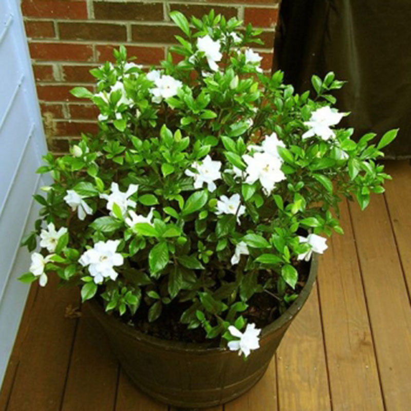 100pcs GARDENIA JASMINE Jasminiodes White Shrub Aromatic Flower Seeds
