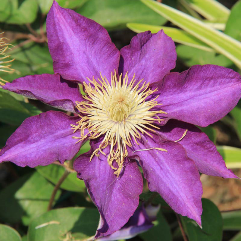 Hot Sale 100pcs Clematis Seeds Flower Plant Seeds Home and Garden Seeds Colors