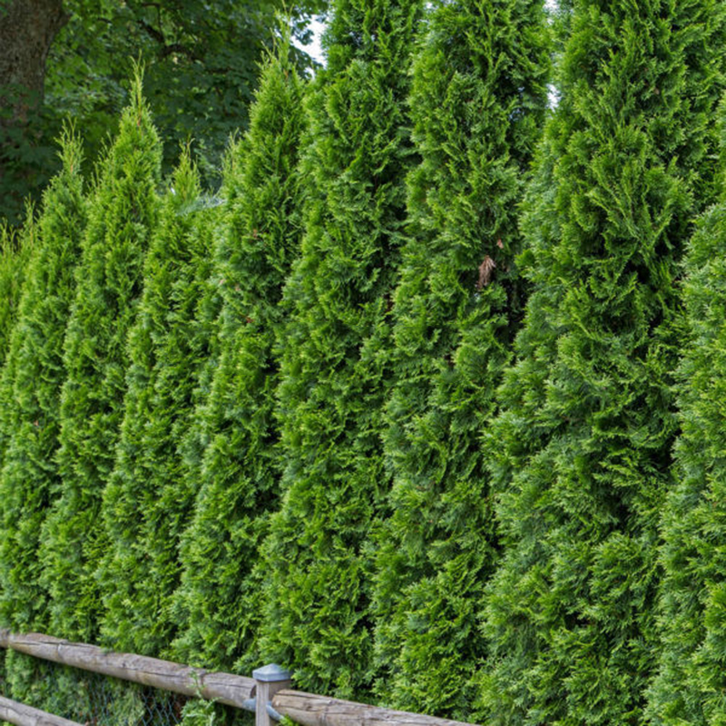 100X Arborvitae Siberian Carpet Cypress Arborvitae Tree Seeds Garden