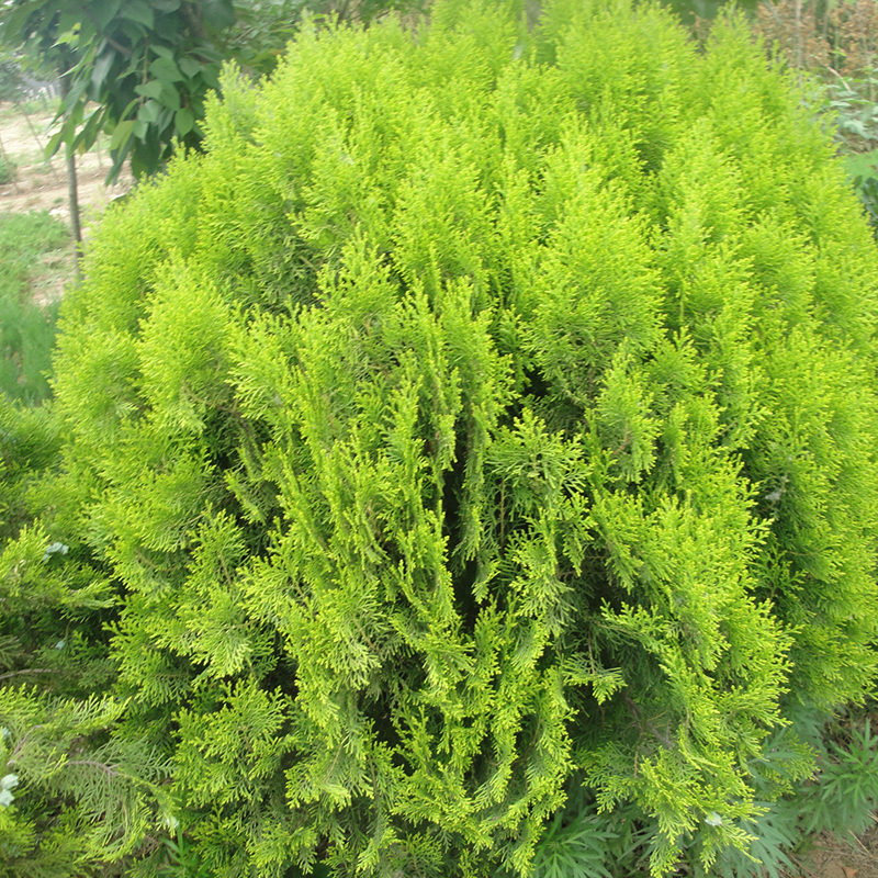 100X Siberian Carpet Cypress Emerald Green Arborvitae seeds flower