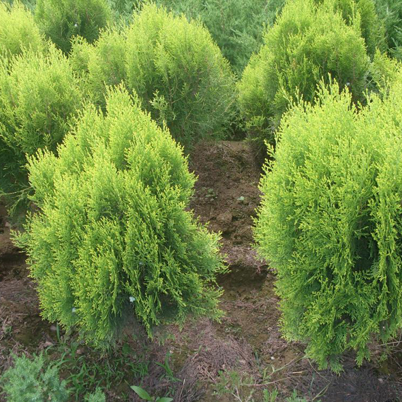 100X Siberian Carpet Cypress Emerald Green Arborvitae seeds flower