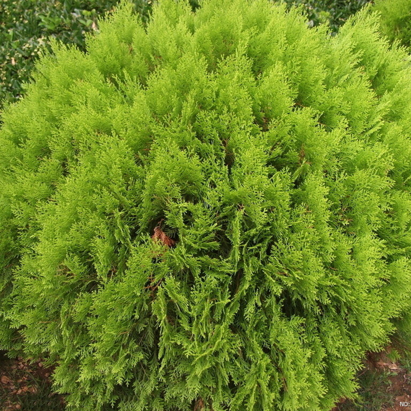 100X Siberian Carpet Cypress Emerald Green Arborvitae seeds flower