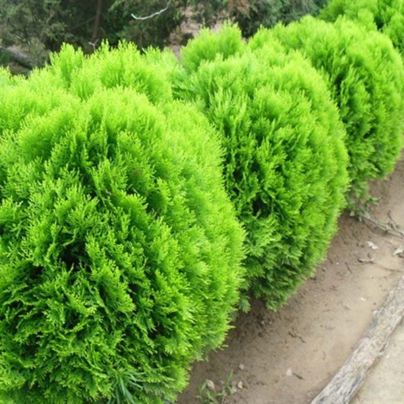 100X Siberian Carpet Cypress Emerald Green Arborvitae seeds flower